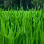 Organic farming- healthy for gut, nature and farmer