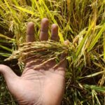 Revival of Organic Farming in agriculture practices of India… Interview with a Farmer