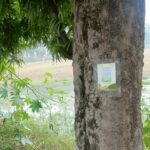 CMP Degree College, Prayagraj Implements QR Codes to Digitalize Flora as Part of Green Campus Initiative